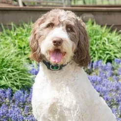 PetSafe Collier Anti-Aboiement< Électrostatique