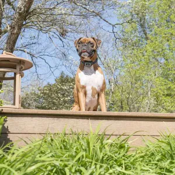 PetSafe Collier Anti-Aboiements Jet< Spray