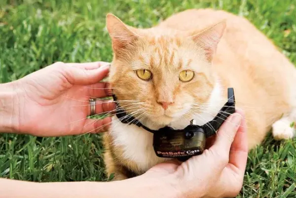 PetSafe Collier-R Cepteur Suppl Mentaire Pour Cl Ture Anti-Fugue De Luxe Avec Fil Pour Chats In-Ground Cat Fence< Systèmes Anti-Fugue