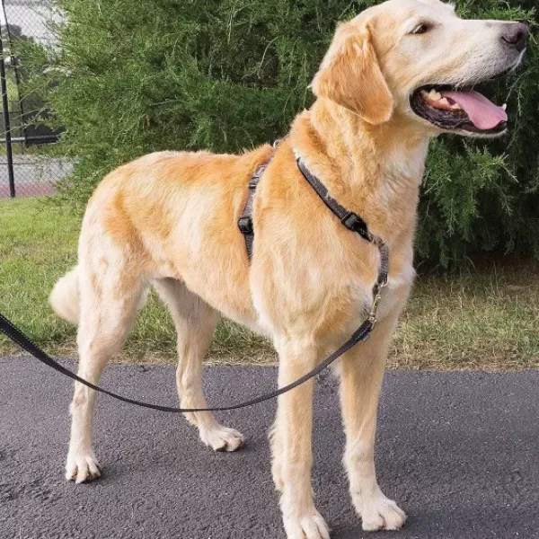 PetSafe Dispositif De Retenue Et Harnais 3 In 1< Colliers, Harnais Et Licols