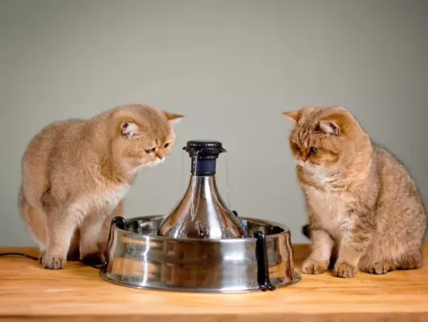 PetSafe Fontaine Pour Animaux De Compagnie En Acier Inoxydable 360 Drinkwell®< Fontaines