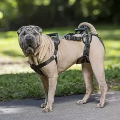 PetSafe Harnais De Levage Carelift De ®< Accès Et Mobilité
