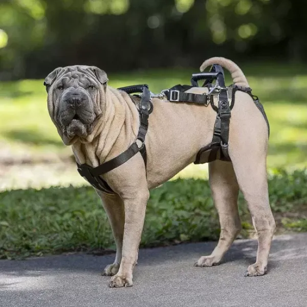 PetSafe Harnais De Levage Carelift De ®< Accès Et Mobilité