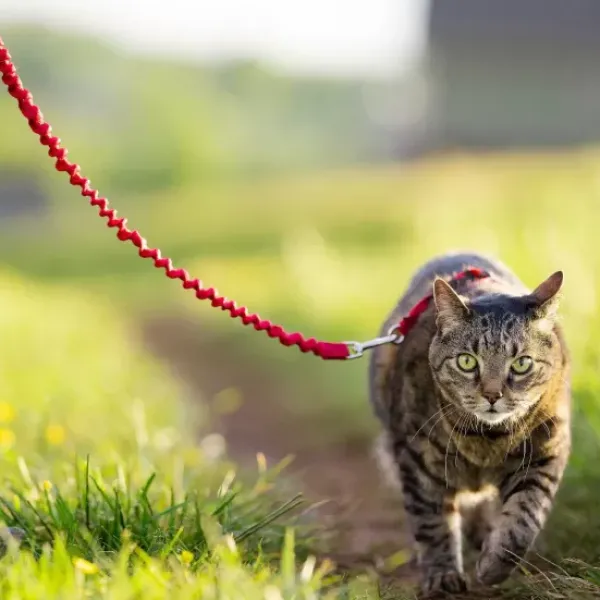 PetSafe Harnais Pour Chats Easy Walk< Colliers, Harnais Et Licols