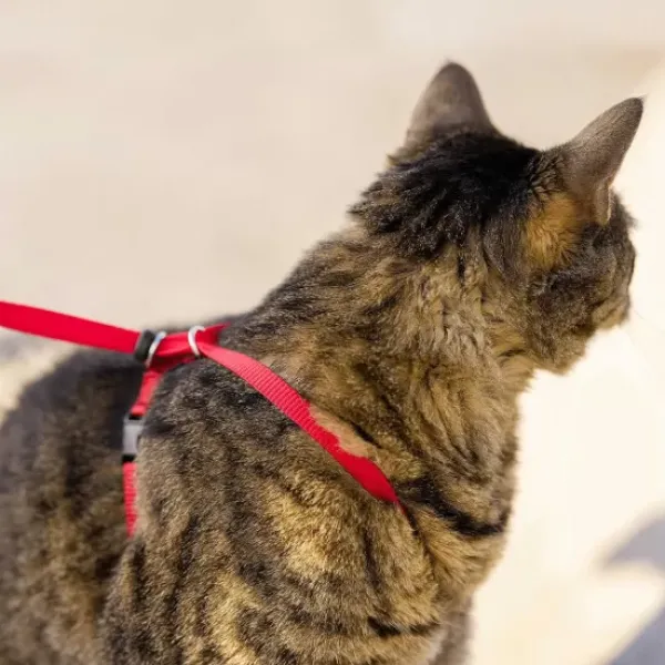 PetSafe Harnais Pour Chats Easy Walk< Colliers, Harnais Et Licols
