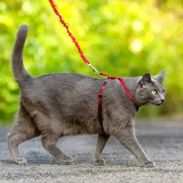 PetSafe Harnais Pour Chats Easy Walk< Colliers, Harnais Et Licols