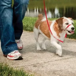 PetSafe Licol Easy Walk®< Colliers, Harnais Et Licols